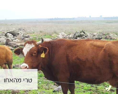 טרי מהאחו